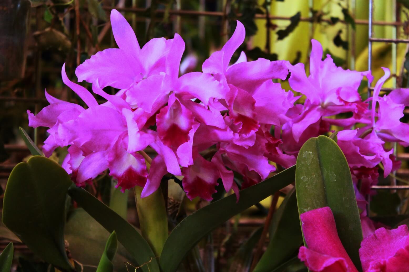 Cattleya deckerii