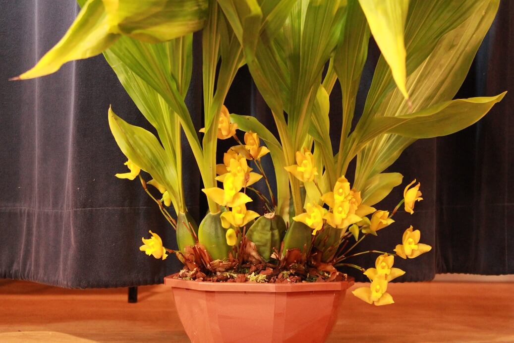 Lycaste cochleata