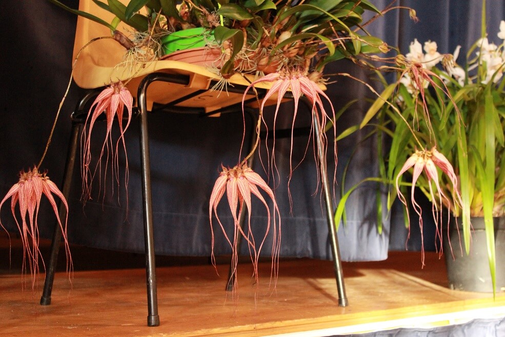 Bulbophyllum Elisabeth Ann