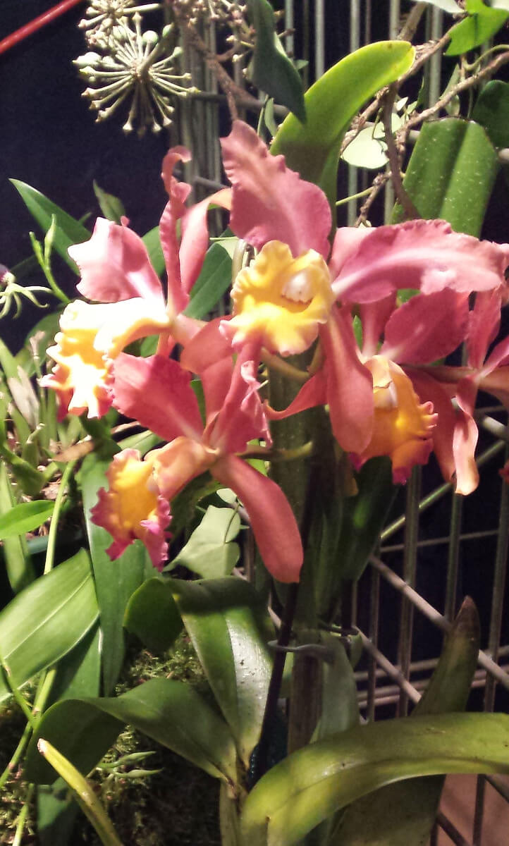 Laeliocattleya Stradivarius