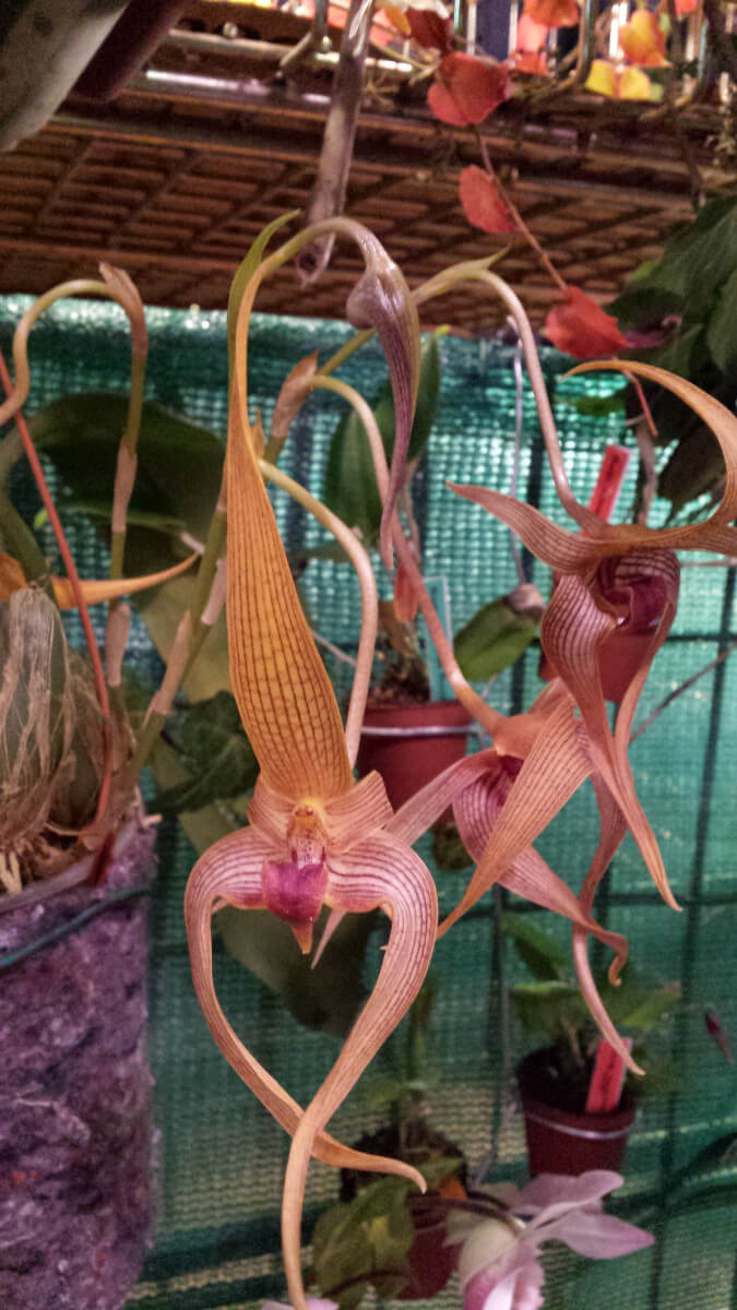 Bulbophyllum Micah Maetani