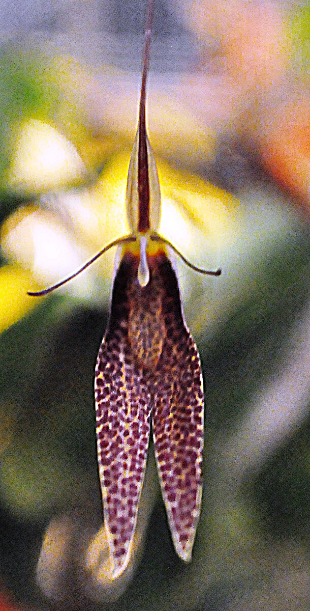 Restrepia concorta
