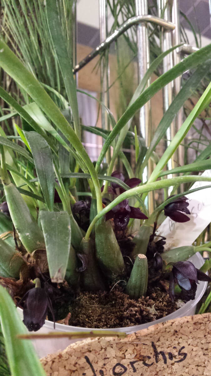 Brasiliorchis (Maxillaria) shunkeana