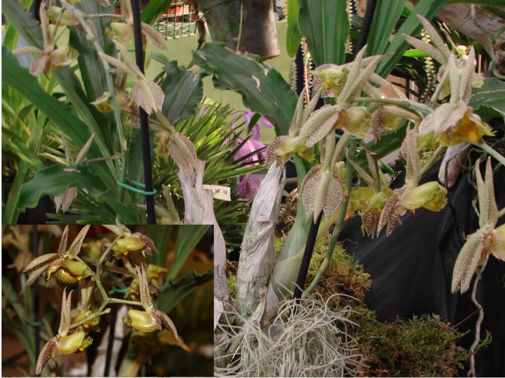 Catesetum fimbriatum