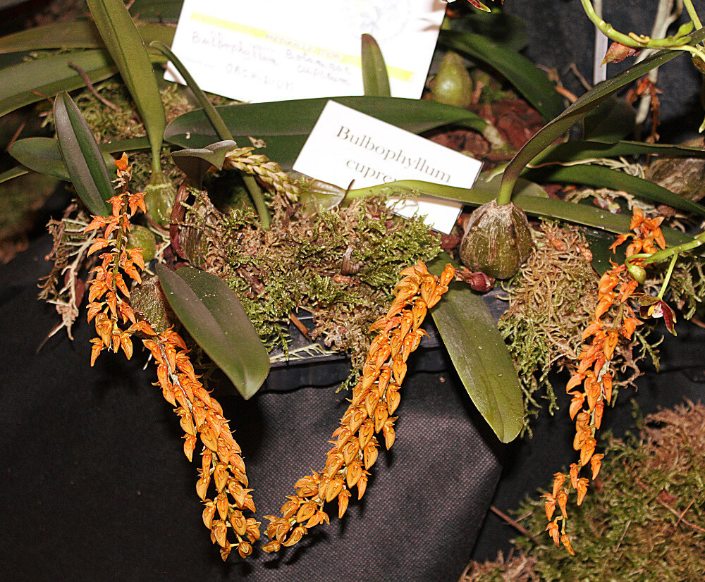 Bulbophyllum cupreum