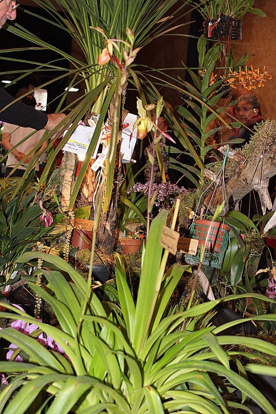 Phragmipedium Sorcerer's Apprentice