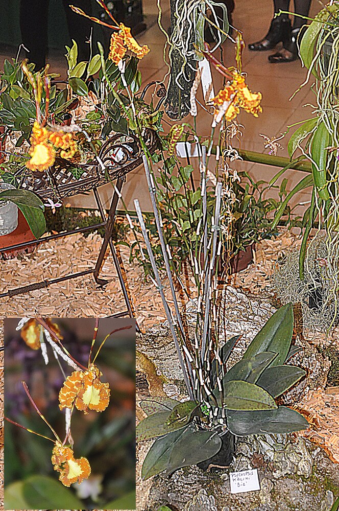 Psychopsis Kahili 'Big'