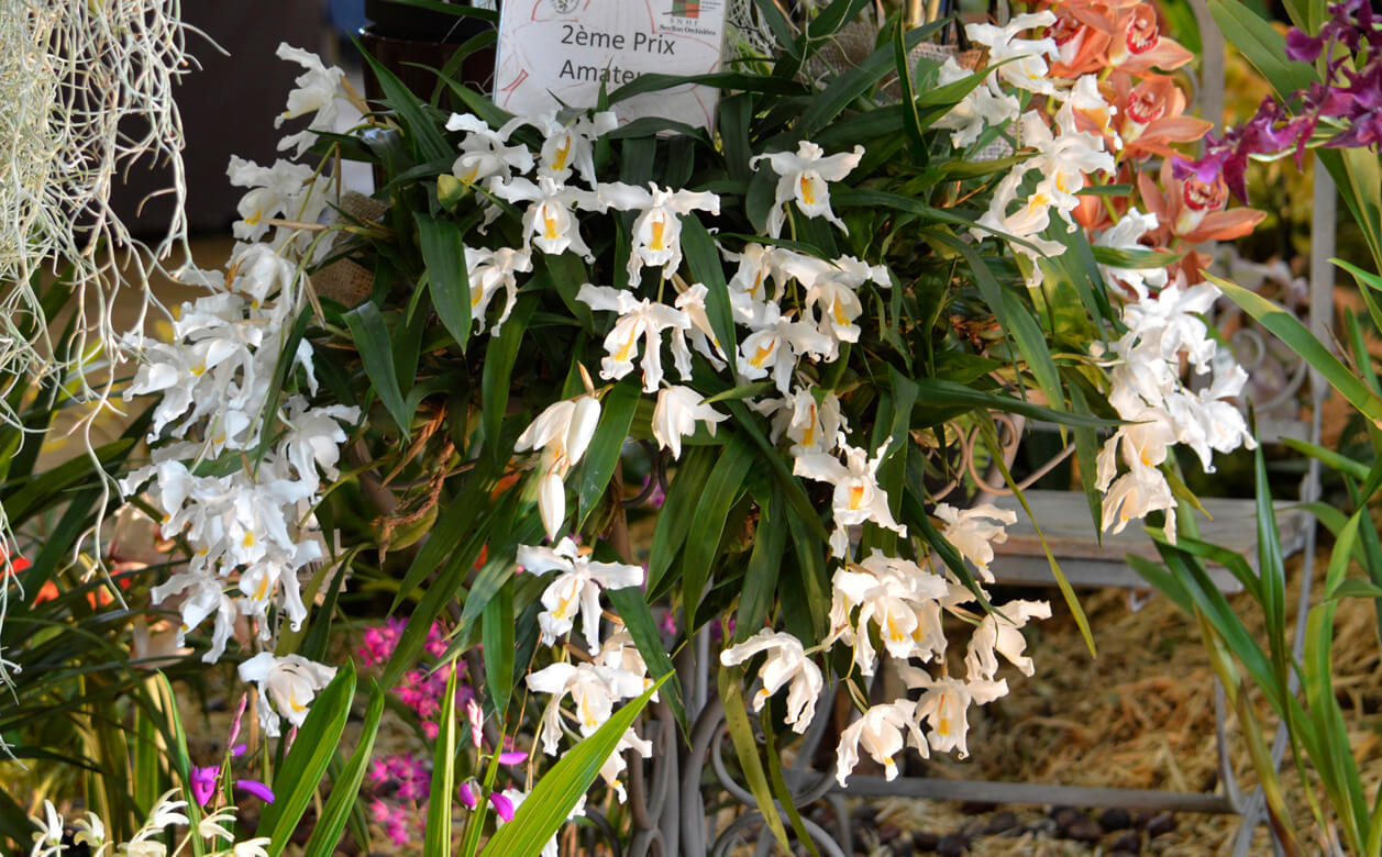 Coelogyne cristata