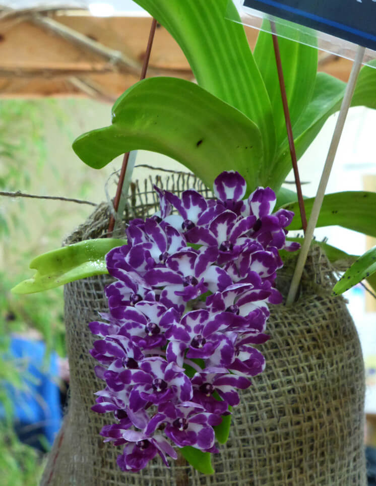 Rhynchostylis gigantea 'Spot'