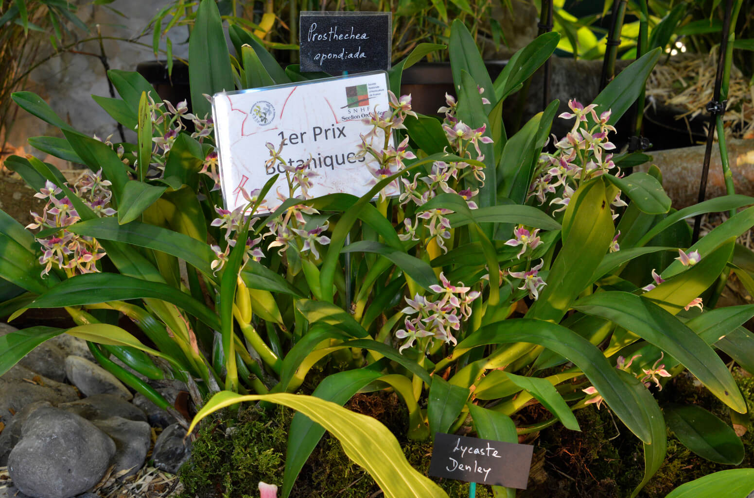 Prosthechea spondiada