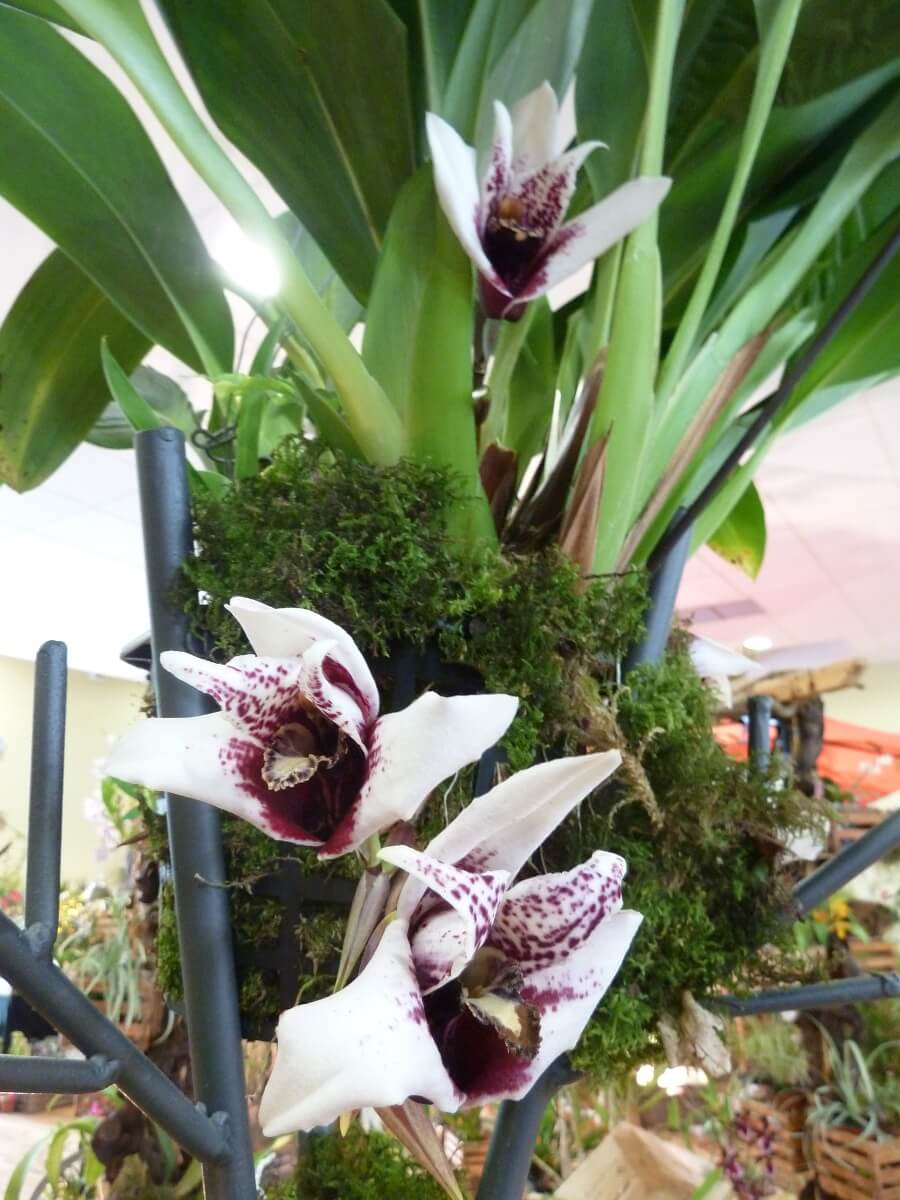 Maxillaria sanderiana