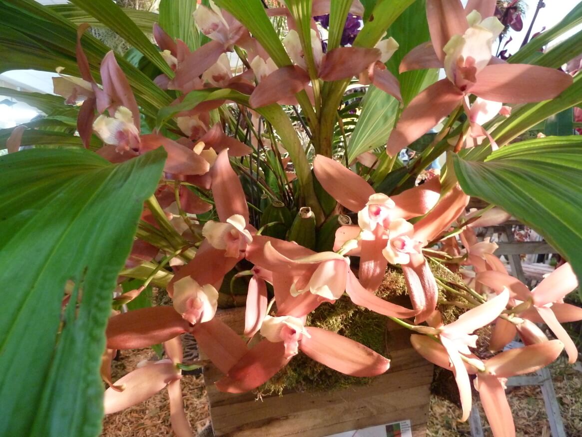 Lycaste Anna Katharina