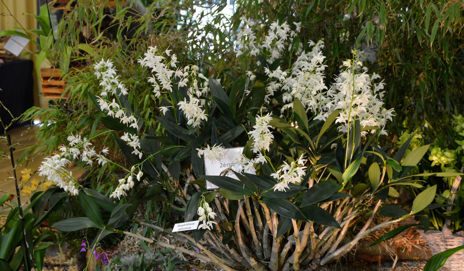 Dendrobium Delicatum