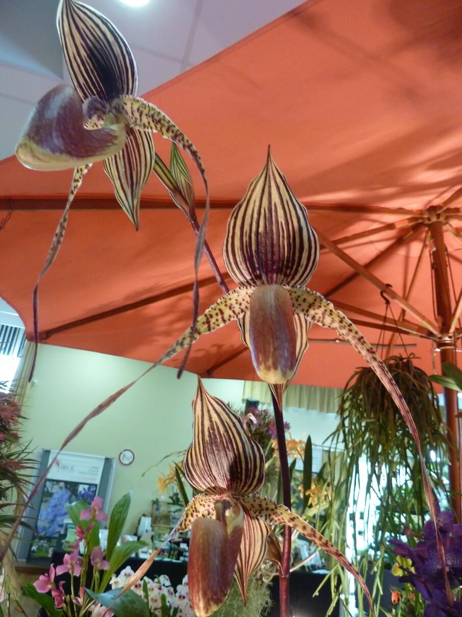 Paphiopedilum René Klinge