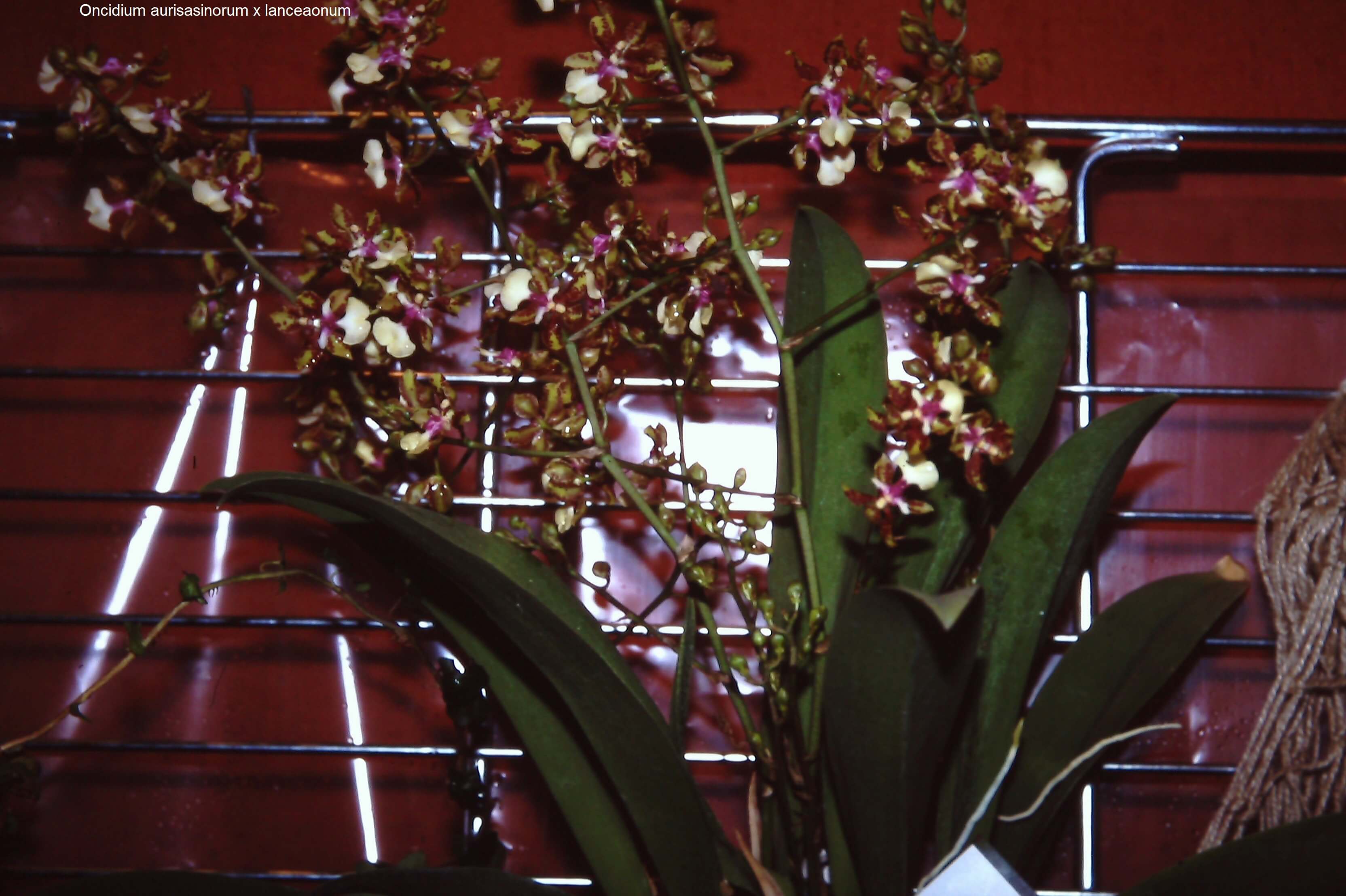 Oncidium aurisasinorum x lanceaonum