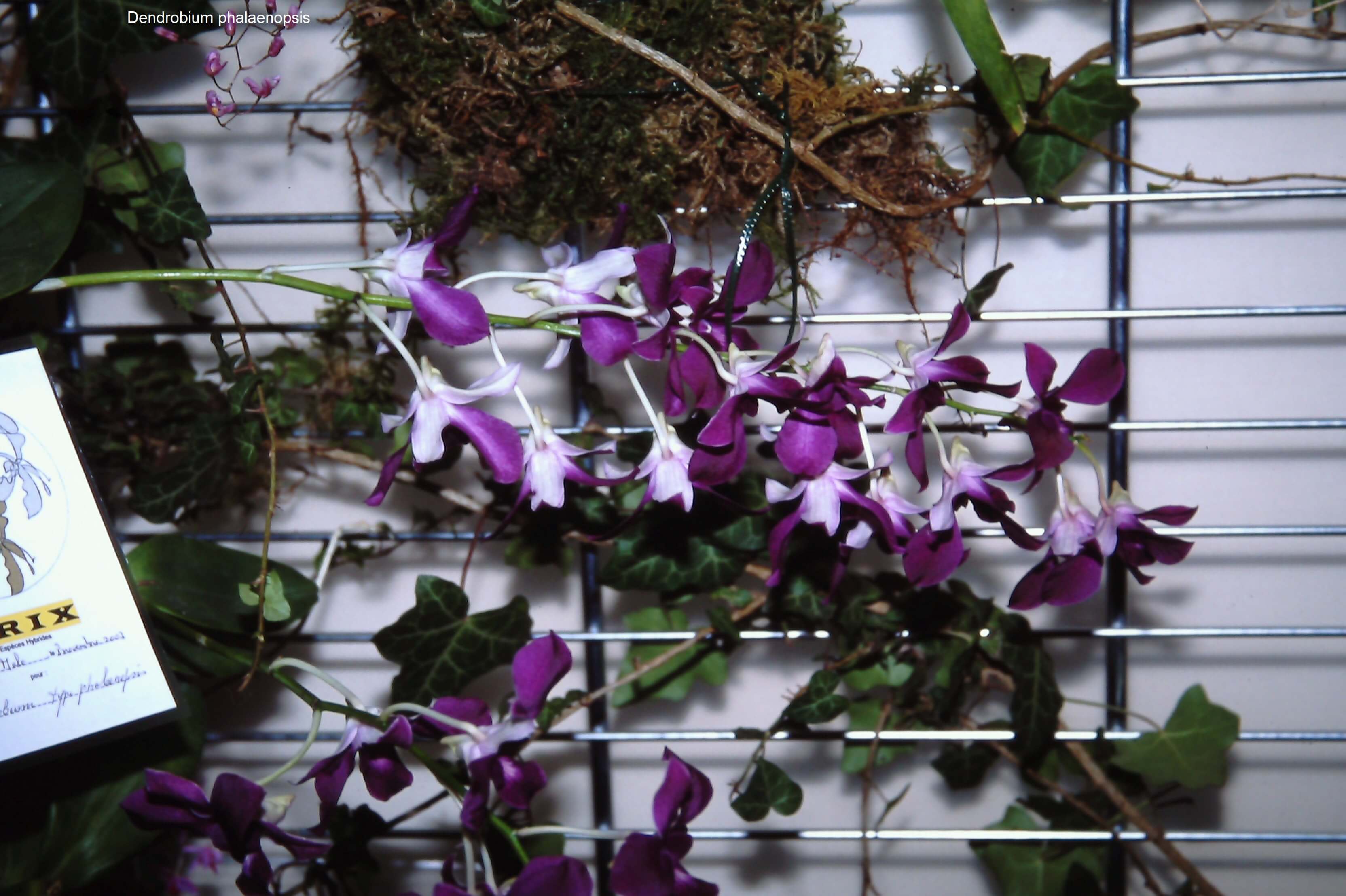 Dendrobium x phalaenopsis