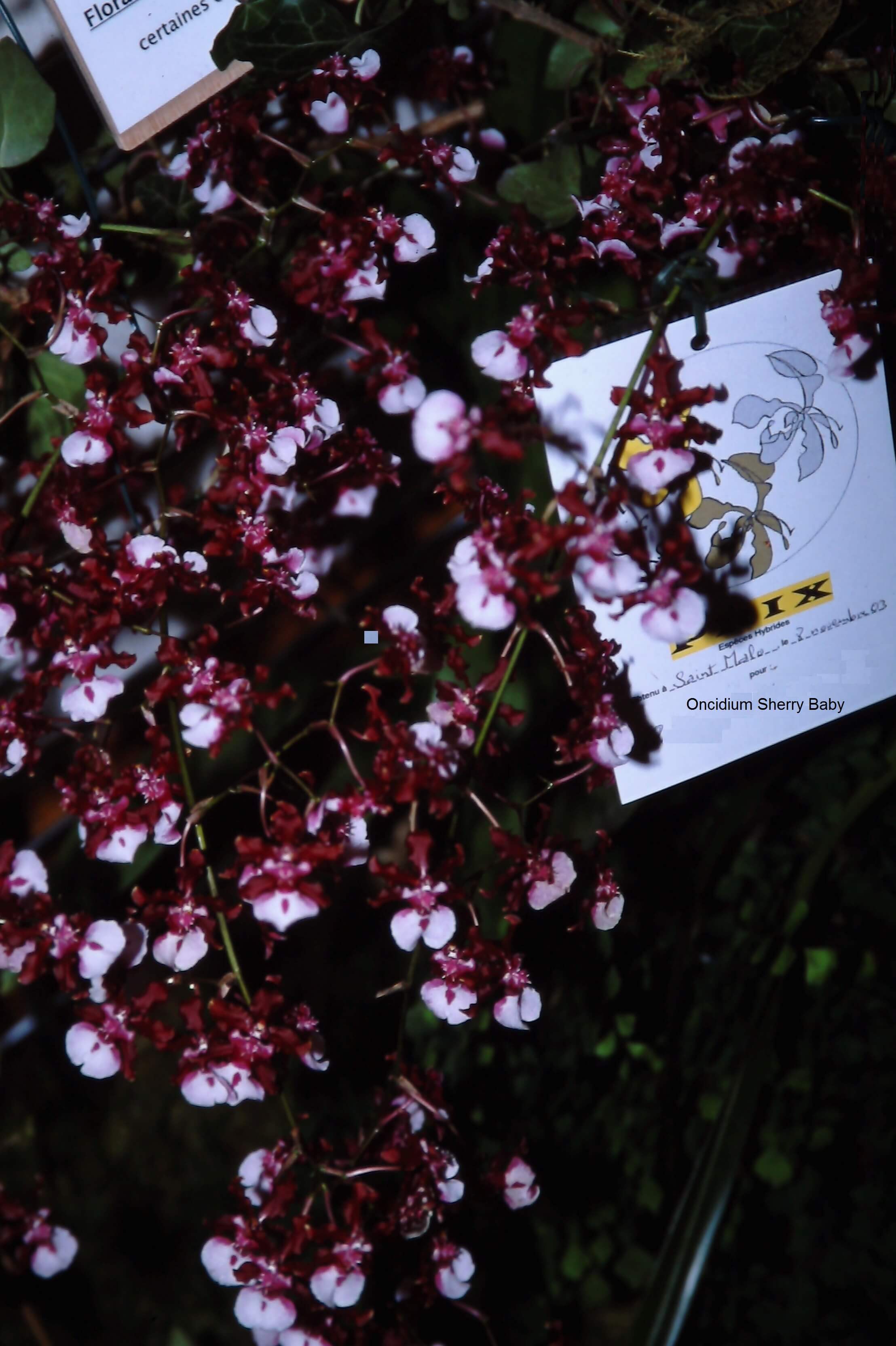 Oncidium Sherry Baby