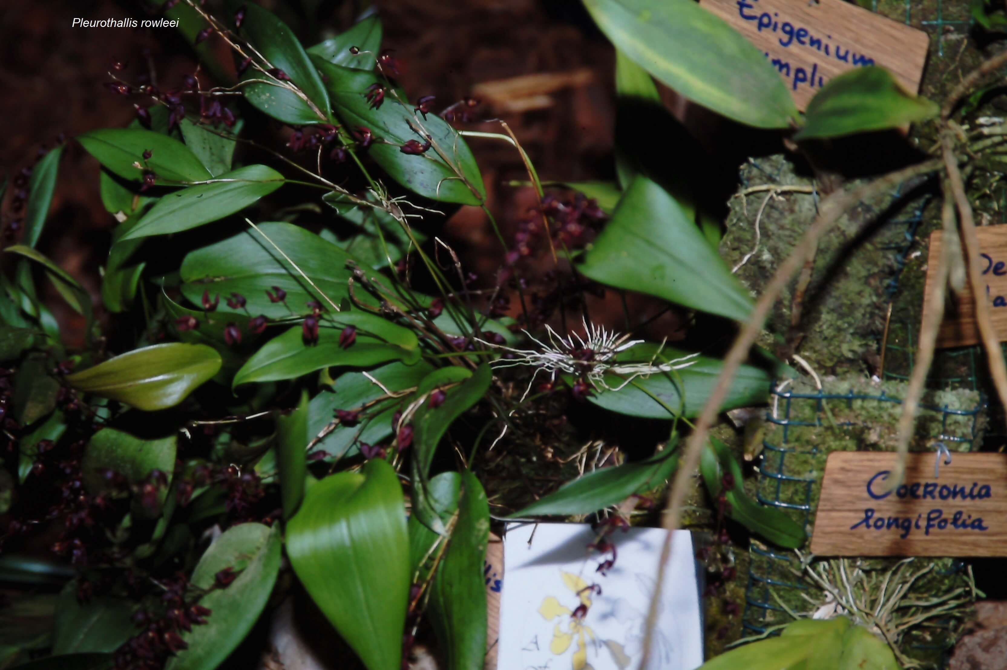 Pleurothallis rowleei