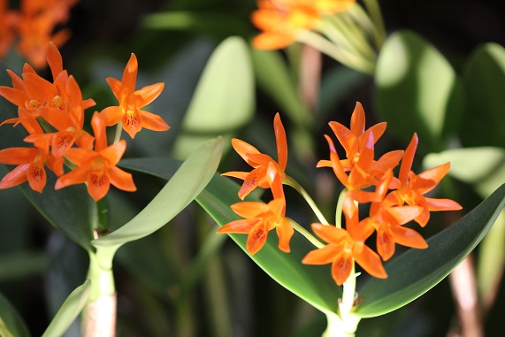 Guarianthe aurantiaca
