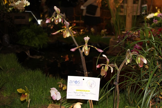 Paphiopedilum haynaldianum