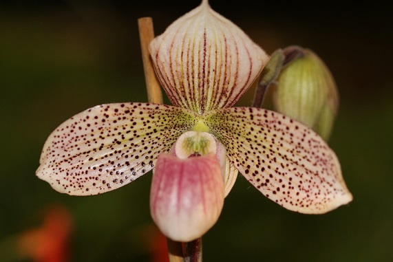 Paphiopedilum Nuage Rose