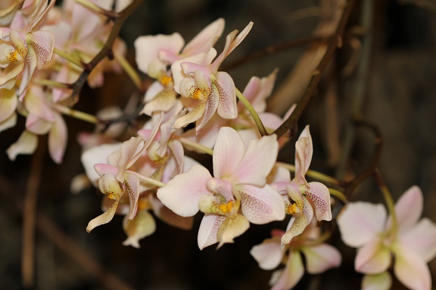 Phalaenopsis stuartiana x schilleriana