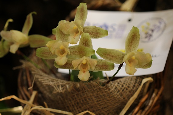 Lycaste consobrina x Lycaste brevispatha