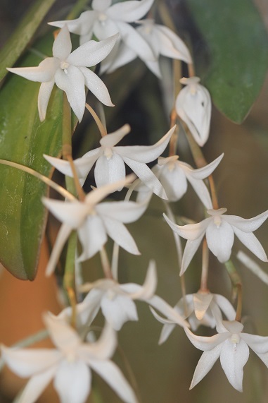Aerangis articulata