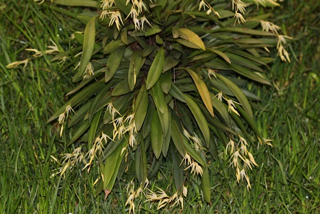 Speckelinia linearifolia