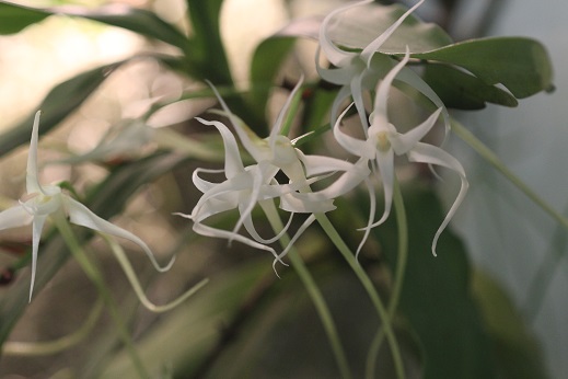 Cyrtorchis chailluana