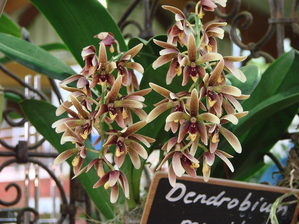 Dendrobium munificum