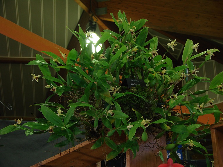 Coelogyne fimbriata