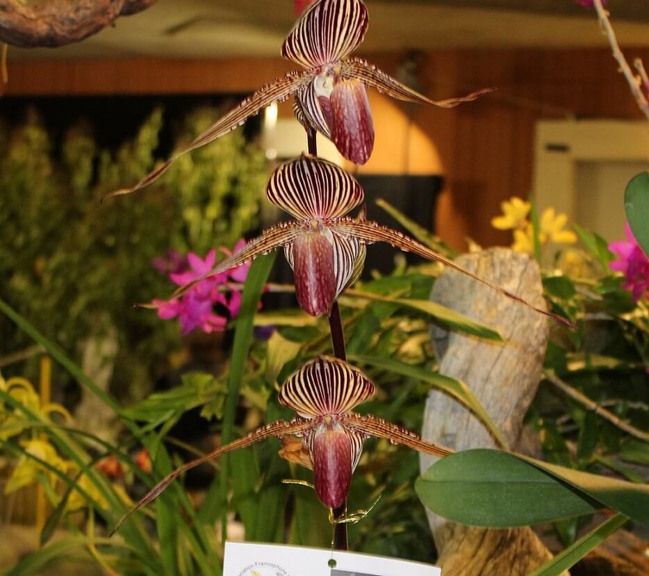 Paphiopedilum rotschildianum