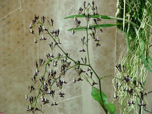 Epidendrum melanoporphyreum