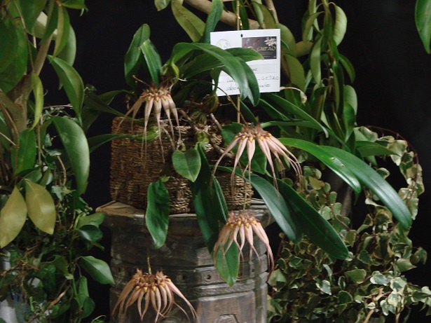 Cirrhopetalum Louis Sanders