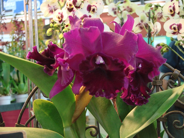 Brasolaeliocattleya Guanmian City