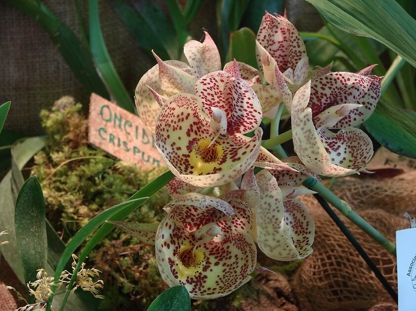 Catasetum Orchidglade