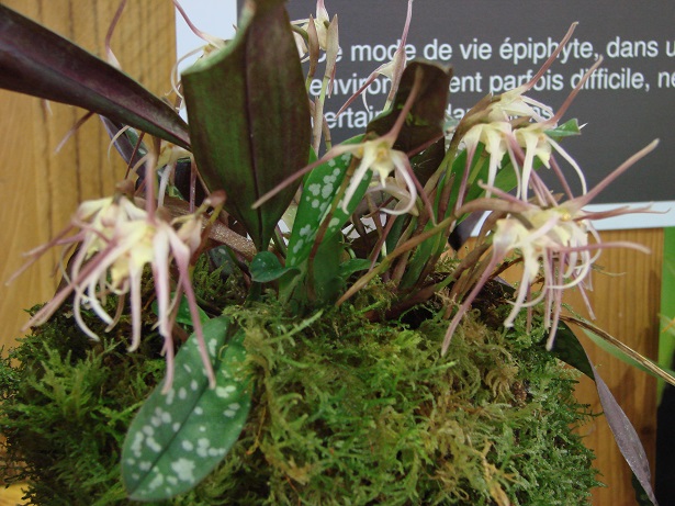 Maxillaria pseudoreichenheimiana