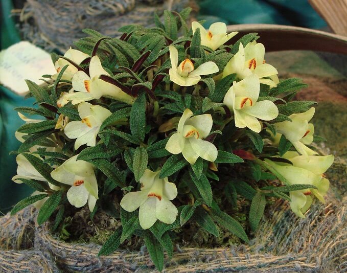 Dendrobium cuthbertsonii