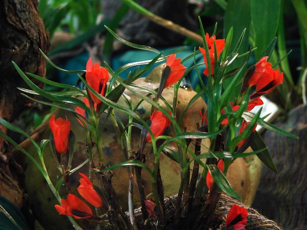 Dendrobium vexillarius