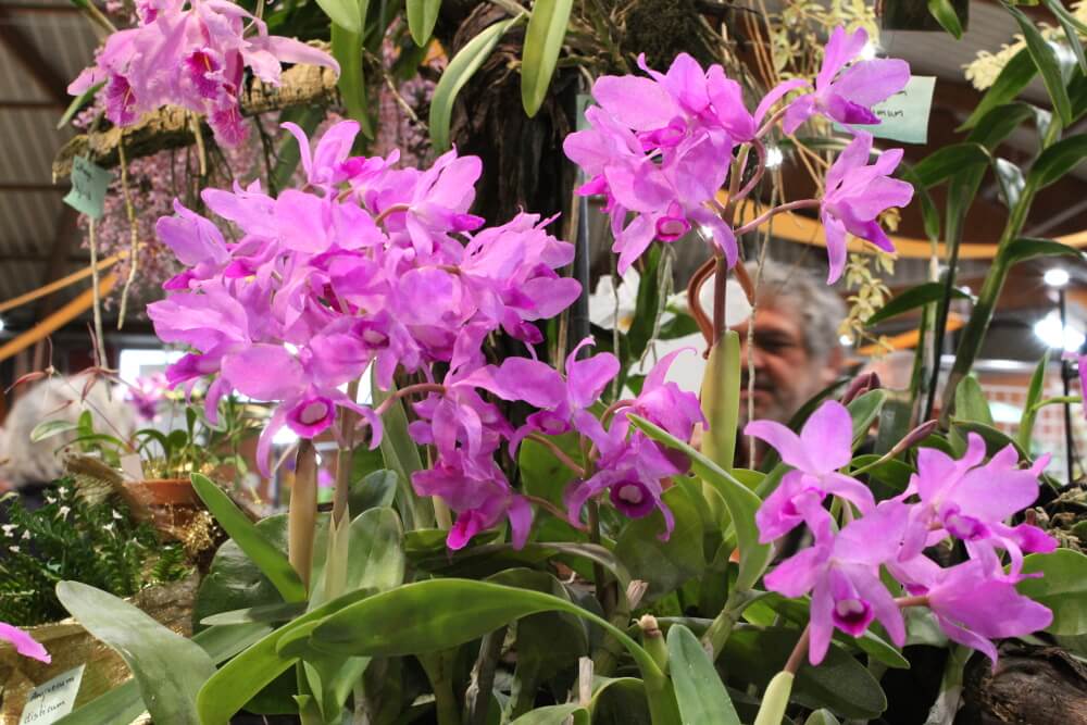 Guarianthe bowringiana