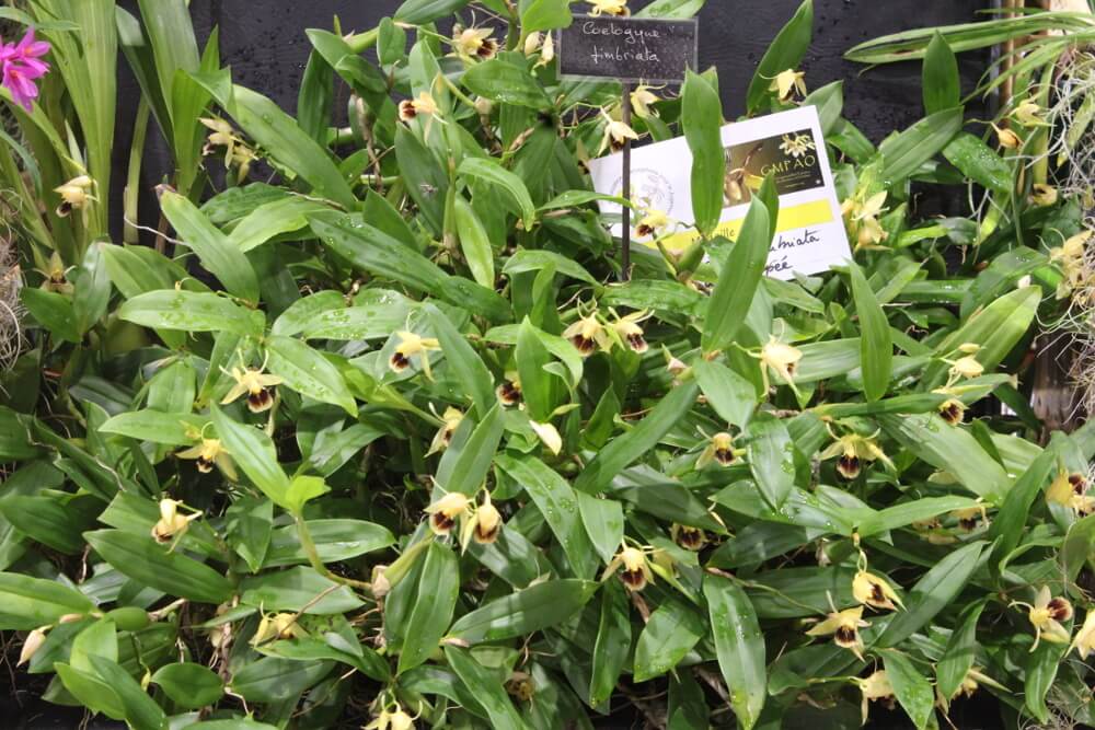 Coelogyne fimbriata
