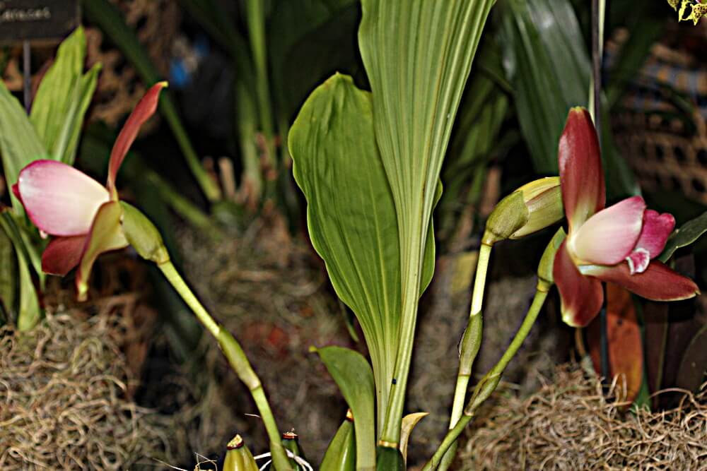 Laeliocattleya Cariad's Mini-Quinee