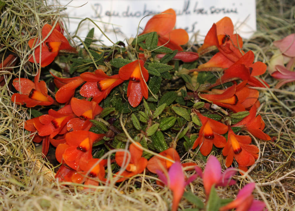 Dendrobium cuthbertsonii