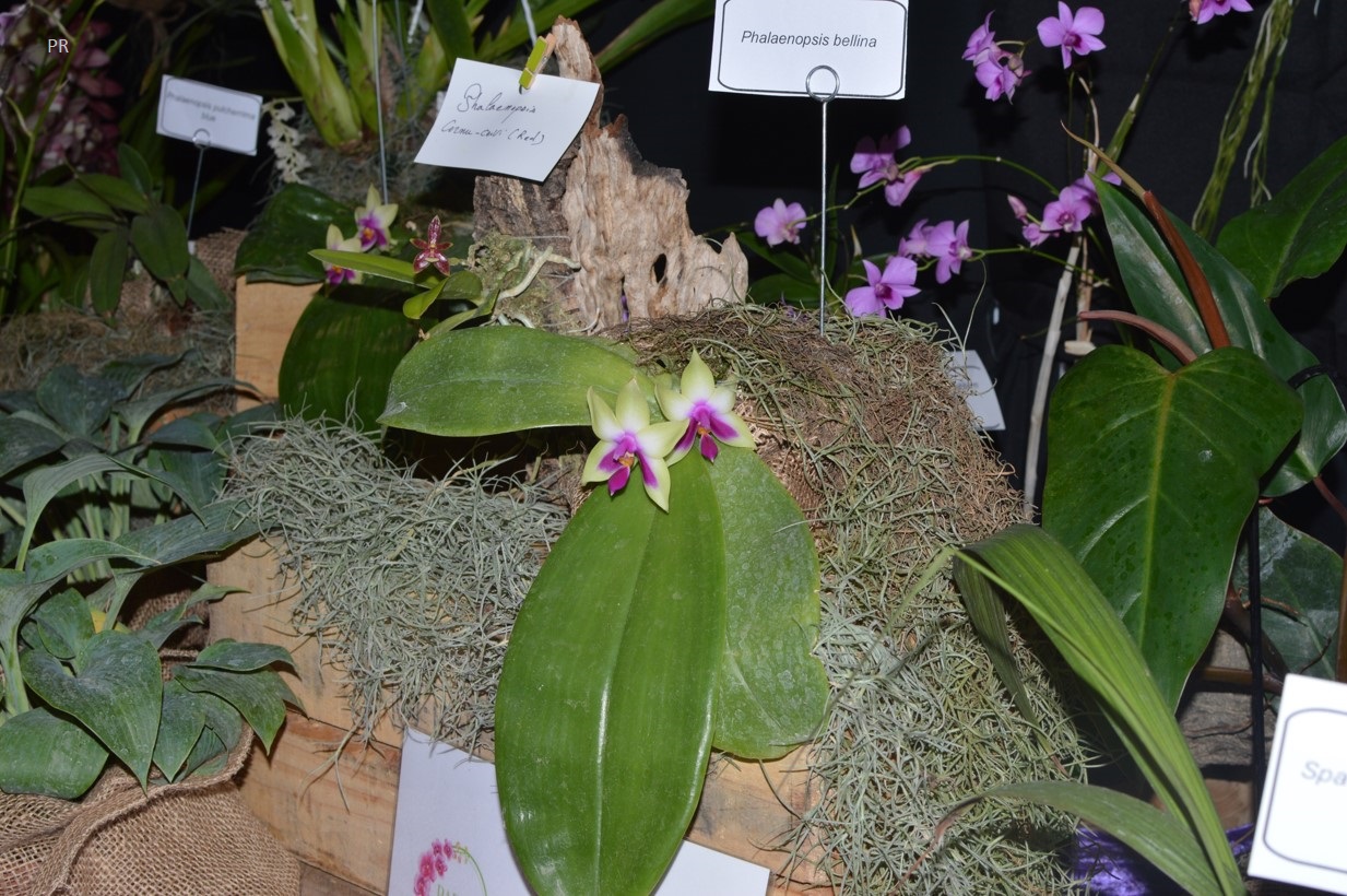 Cyrtochilum. macranthum