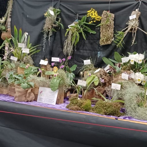 Paphiopedilum. philippinensis