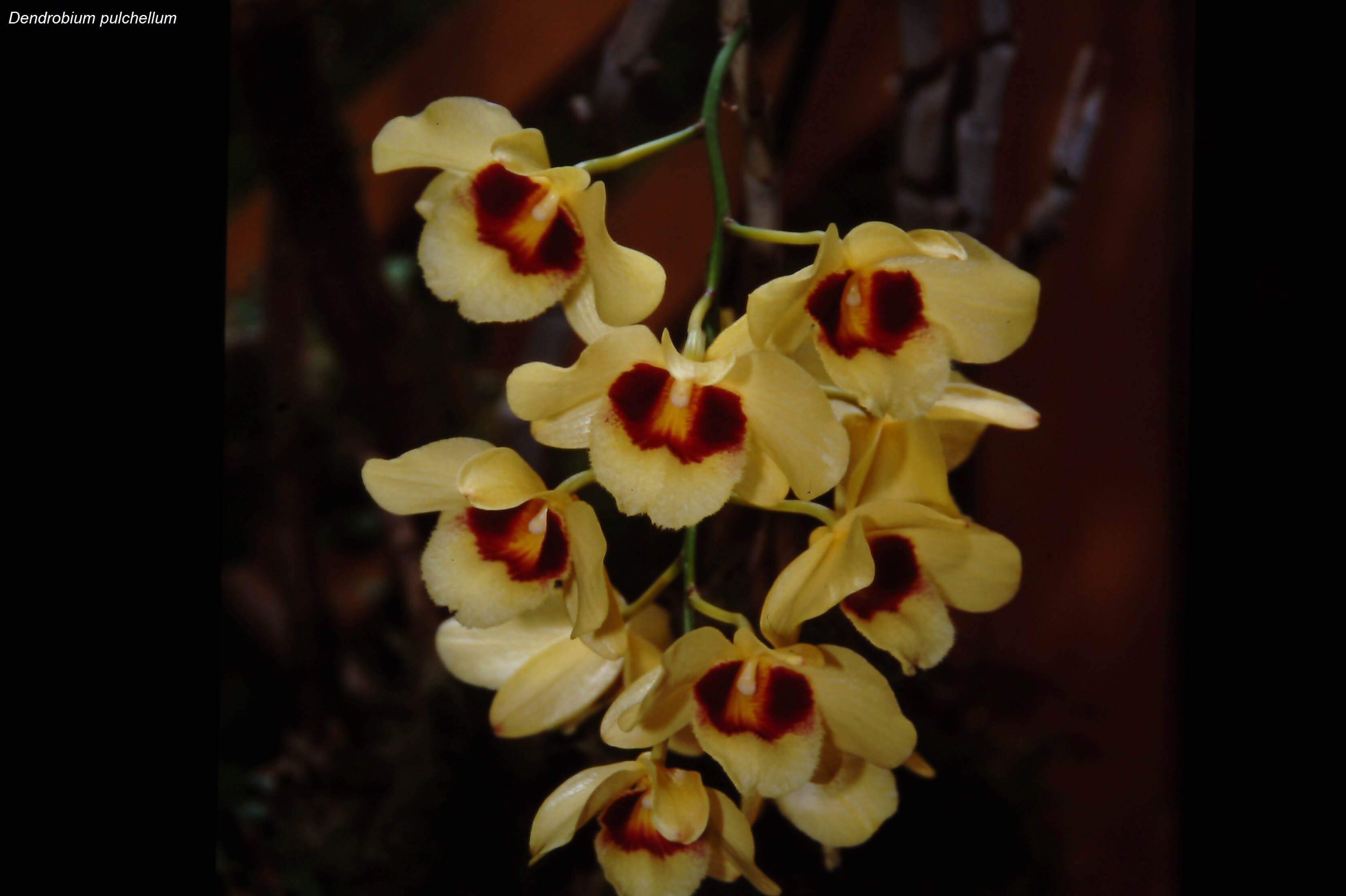 Dendrobium pulchellum