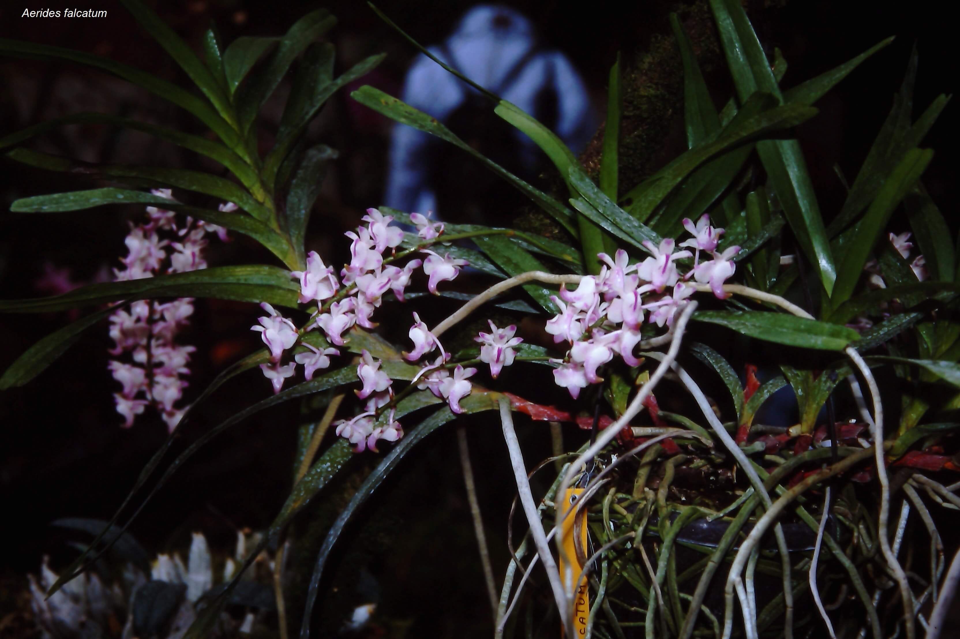 Aerides falcatum