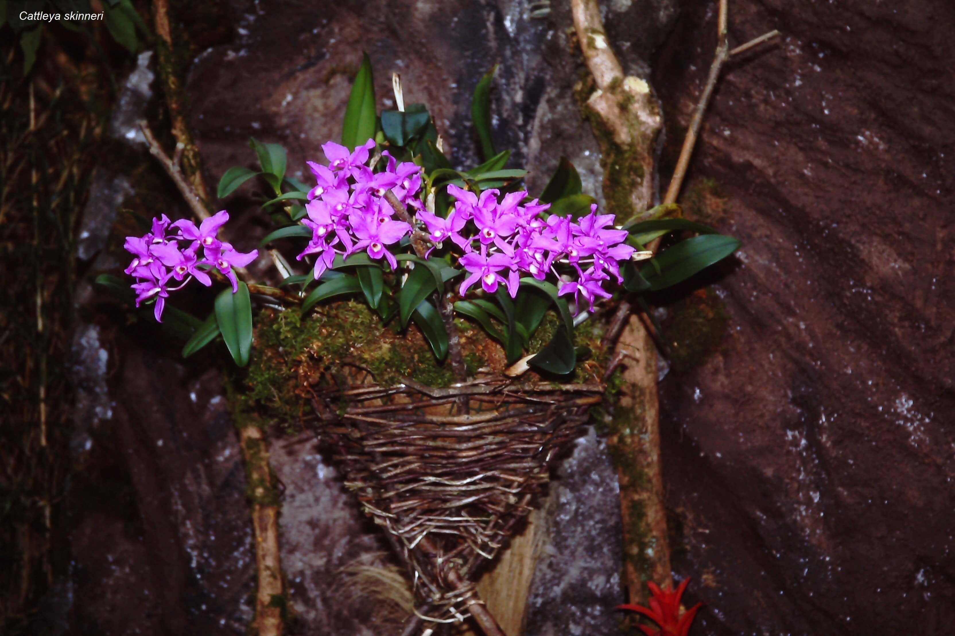 Cattleya skinneri