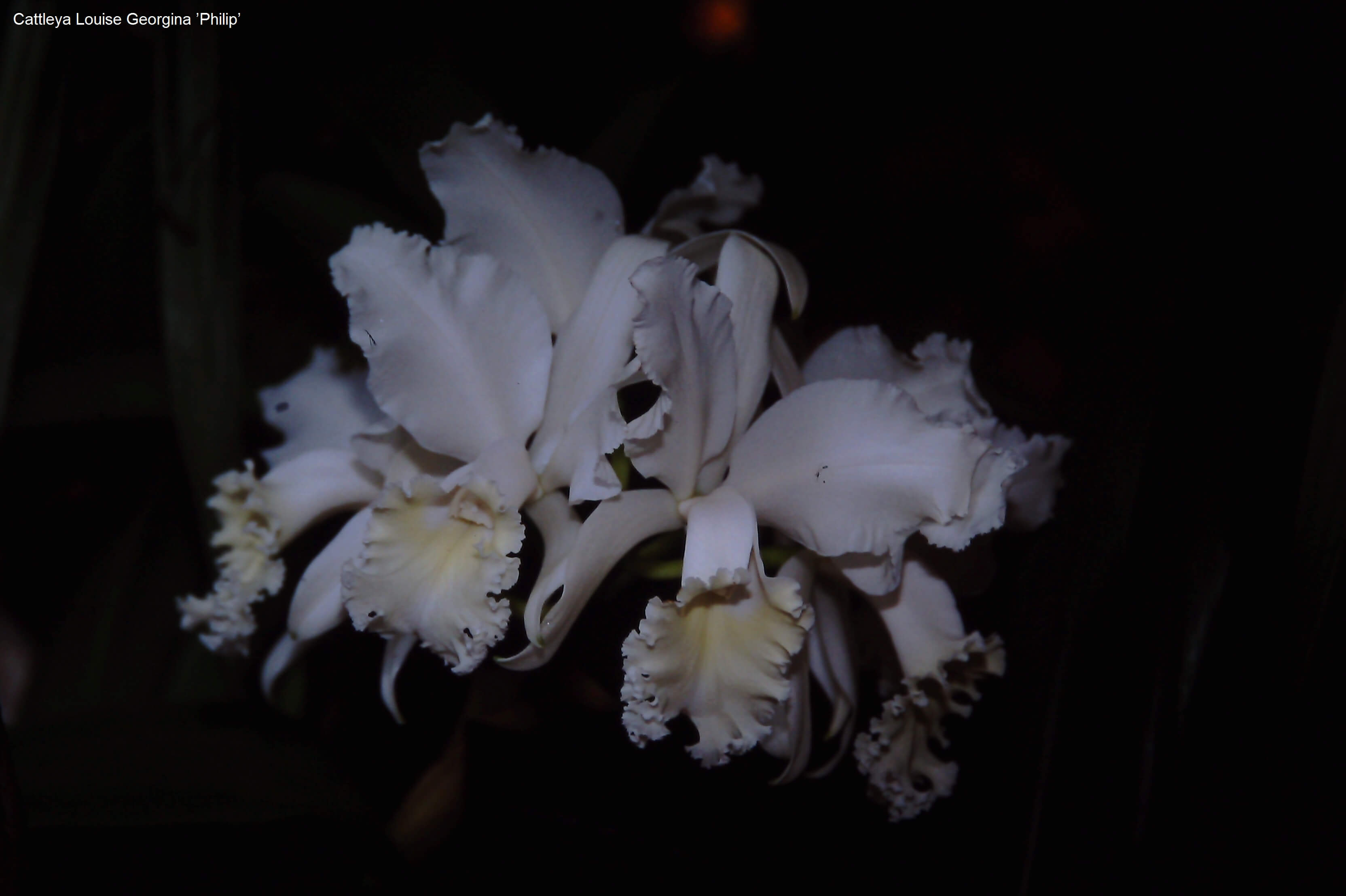Cattleya Louise Georgina